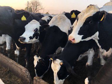 Çiftlikteki komik siyah beyaz inekler 