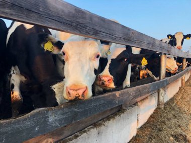 Çiftlikteki komik siyah beyaz inekler 