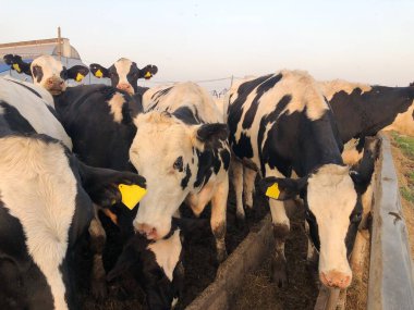 Çiftlikteki komik siyah beyaz inekler 