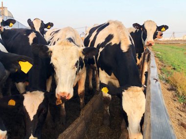 Çiftlikteki komik siyah beyaz inekler 