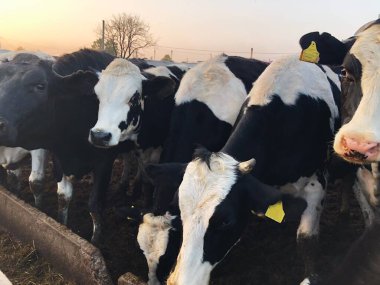 Çiftlikteki komik siyah beyaz inekler 