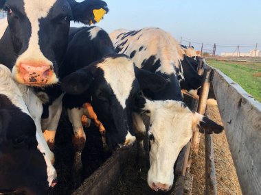 Çiftlikteki komik siyah beyaz inekler 