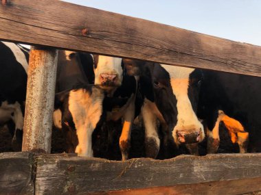 Çiftlikteki komik siyah beyaz inekler 