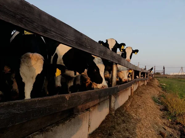 Divertidas Vacas Blancas Negras Granja — Foto de Stock