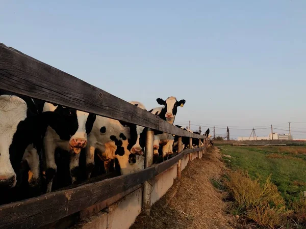 Divertidas Vacas Blancas Negras Granja — Foto de Stock