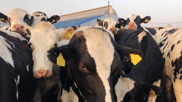 Divertidas Vacas Blancas Negras Granja — Foto de Stock