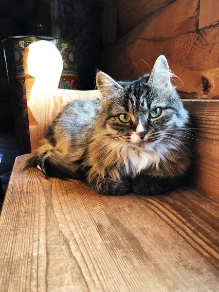 Gato Gris Con Manchas Blancas Hogar —  Fotos de Stock