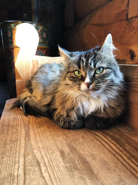 Gato Cinzento Com Manchas Brancas Casa — Fotografia de Stock