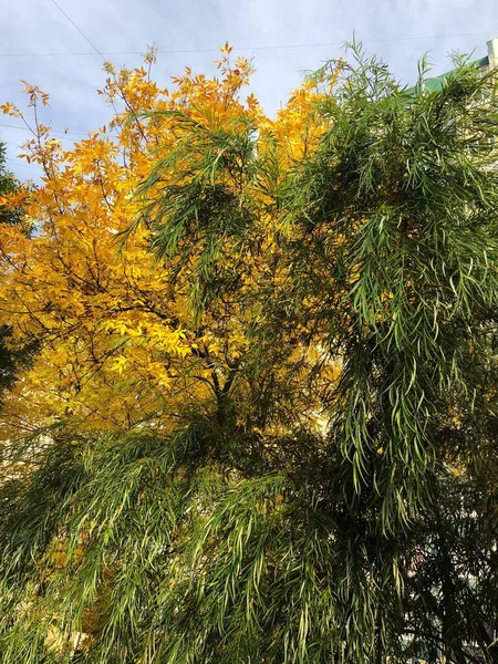 Parktaki Sonbahar Sarı Ağaçlarının Güzel Manzarası — Stok fotoğraf