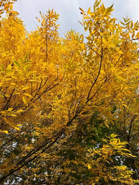 Piękny Krajobraz Jesiennych Żółtych Drzew Parku — Zdjęcie stockowe