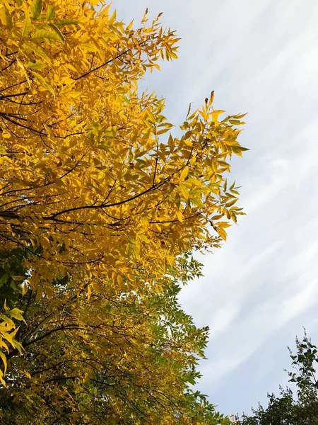 公園内の紅葉の美しい風景 — ストック写真