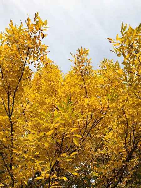 Parktaki Sonbahar Sarı Ağaçlarının Güzel Manzarası — Stok fotoğraf