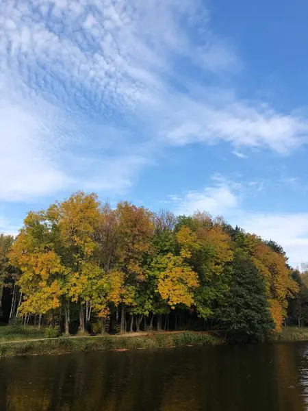 Hermoso Paisaje Árboles Otoñales Bosque — Foto de Stock