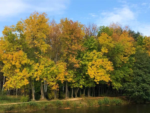 Красивый Пейзаж Осенних Деревьев Лесу — стоковое фото