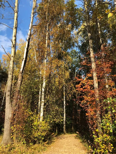 Beau Paysage Arbres Automne Dans Forêt — Photo