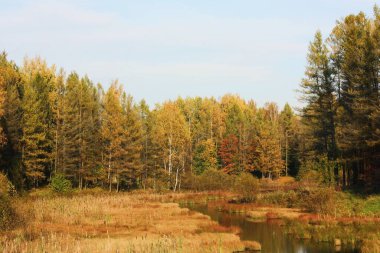Ormandaki sonbahar ağaçlarının güzel manzarası