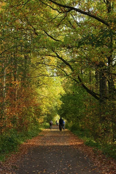 Hermoso Paisaje Árboles Otoñales Bosque — Foto de Stock