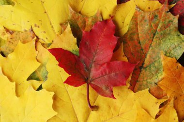 Güzel sonbahar ağaçlarının renkli yaprakları