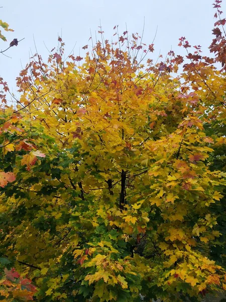 Красивое Дерево Желтыми Красными Листьями — стоковое фото