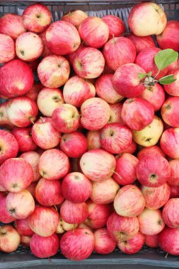 Pazarda lezzetli pembe elmalar.