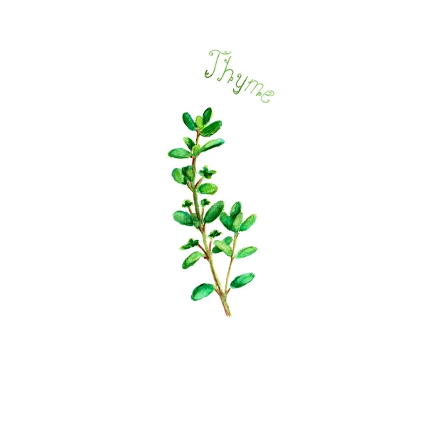 Thyme Травы Специи Изолированы Белом Фоне Акварель Ручной Работы Ботанической — стоковый вектор