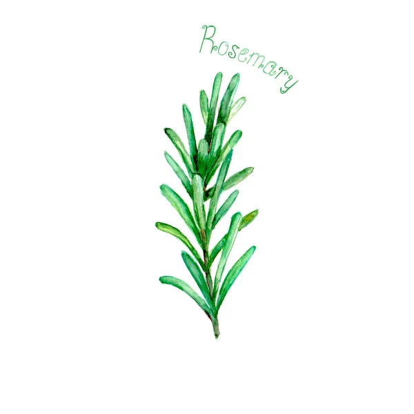 Rosemary Kruid Spice Geïsoleerd Een Witte Achtergrond Aquarel Hand Getrokken — Stockvector