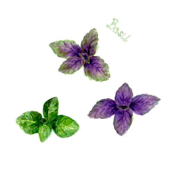 Hojas Albahaca Verde Púrpura Aisladas Sobre Fondo Blanco Acuarela Ilustración — Archivo Imágenes Vectoriales