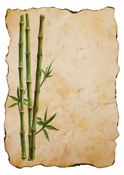 緑の竹の茎し 白い垂直背景に分離された古い茶色の紙の葉します 水彩の手には テキスト用のスペースと植物のイラストが描かれました 水彩画背景カード — ストック写真