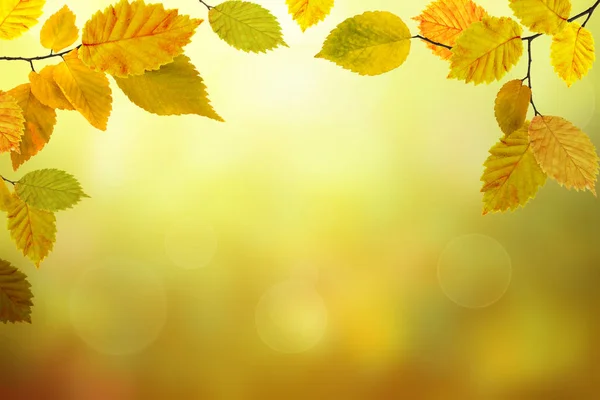 Outono Folhas Faia Ramos Uma Bela Natureza Verde Amarelo Laranja — Fotografia de Stock