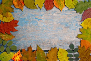 Sonbahar parlak renkli yaprakları eski mavi ahşap kurulları zemin üzerine. Renkli yeşillik. Metin için çerçeve.