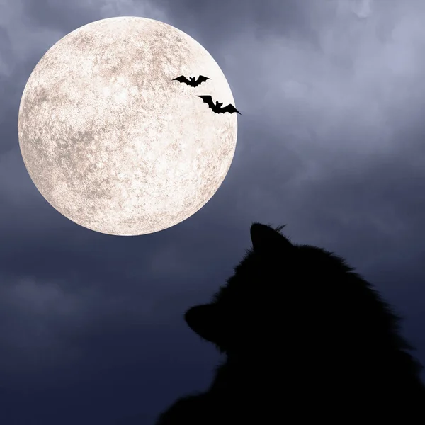 Квадратный Фон Хэллоуина Силуэтами Черной Кошки Летучих Мышей Полной Луны — стоковое фото