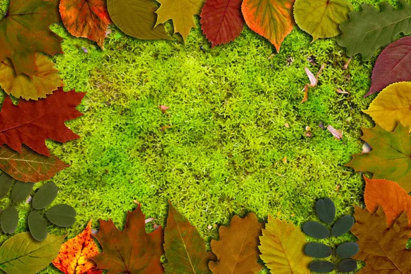 Autumn thanksgiving background. Bright yellow orange green red leaves on green moss horizontal background. Colorful foliage. Copy space for text.