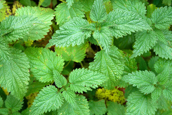 Stinging nettle plants texture. Urtica dioica, common nettle, stinging nettle, nettle leaf. Green nature horizontal background. Close-up. Top view.