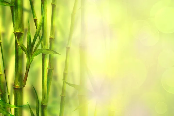 Bamboo Spa Background Watercolor Hand Drawn Green Botanical Illustration Space — Stock Photo, Image