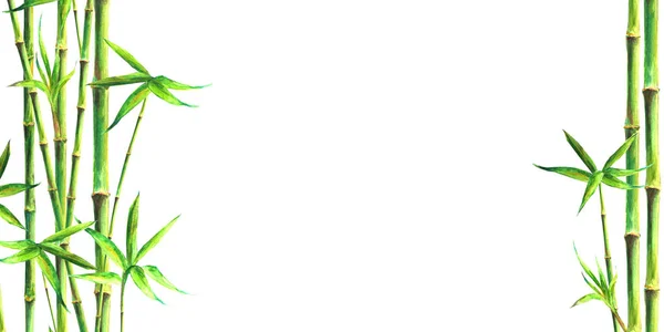 竹制水疗背景 水彩手绘绿色植物学插图与文本的空间 在白色水平背景上被隔绝的水彩竹子植物 中国东方边框框架设计 — 图库照片