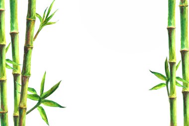 Bambu spa arka plan. Suluboya el ile metin için yer yeşil botanik resimde çekilmiş. Suluboya bambu bitki izole beyaz yatay arka plan üzerinde. Çin doğu sınırında gövde tasarımı.