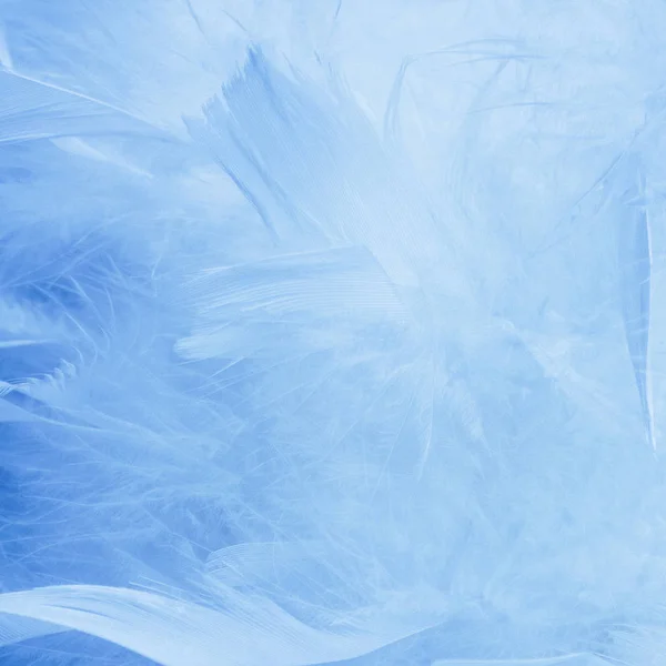 抽象美丽的蓝色色调羽毛背景 蓬松的羽毛时装设计复古波希米亚风格的柔和质感 周年纪念日 情人节的概念 软焦点 — 图库照片