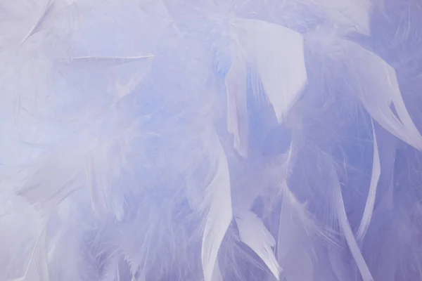 Абстрактный Фиолетовый Оттенок Оттеняет Фон Пушистые Перья Дизайн Моды Винтажный — стоковое фото