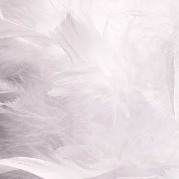 抽象美丽的白色色调羽毛背景 蓬松的羽毛时装设计复古波希米亚风格的柔和质感 周年纪念日 情人节的概念 软焦点 — 图库照片