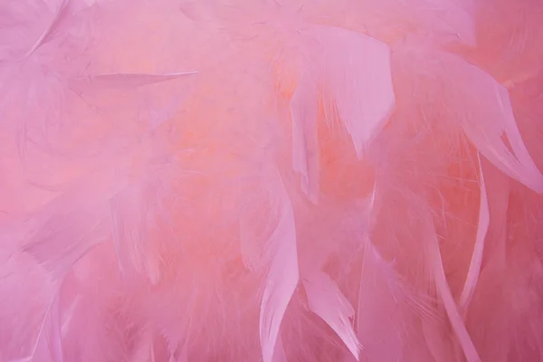 Abstracte Beautyful Roze Toon Veren Achtergrond Pluizig Veer Mode Ontwerp — Stockfoto