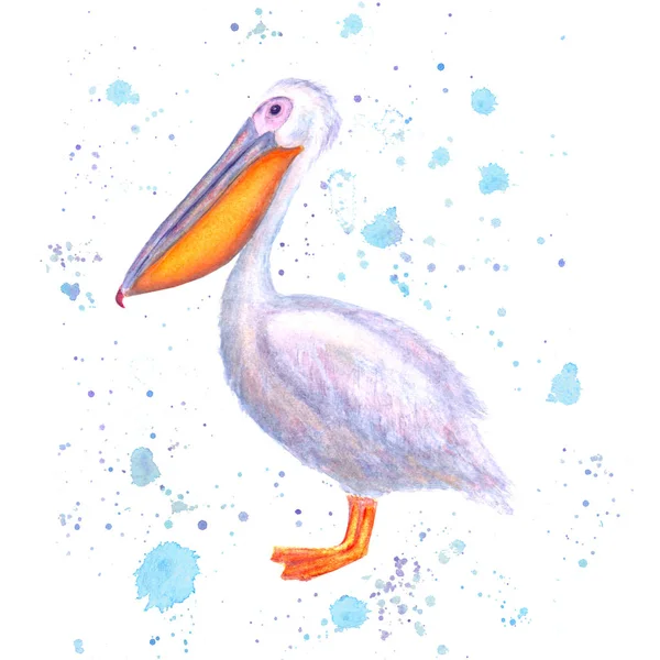 Acquerello Pelicano Uccello Bianco Disegnato Mano Con Spruzzi Acquerello Blu — Foto Stock