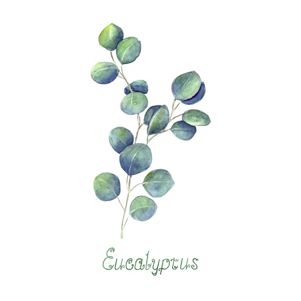 Eucalyptus Bladeren Tak Blauw Groen Geïsoleerd Een Witte Achtergrond Aquarel — Stockfoto
