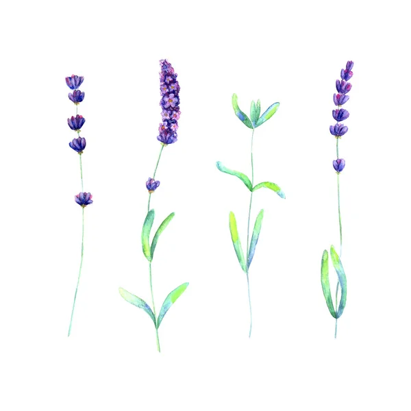 Lavendel bloemen, bladeren planten paarse groene aquarel set geïsoleerd op witte achtergrond — Stockfoto