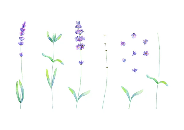 Lavendelblüten, Blätter Pflanzen lila grün Aquarell gesetzt isoliert auf weißem Hintergrund — Stockfoto
