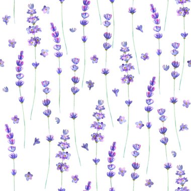 Beyaz arka plan üzerinde Lavanta çiçekleri suluboya dikişsiz desen