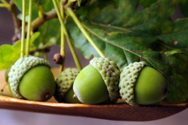 Tahta kaşık üzerinde meşe palamudu grubu