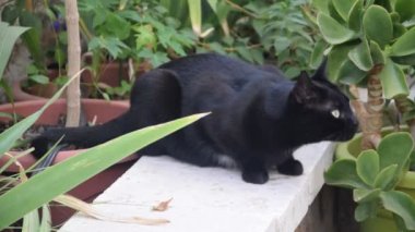 Bahçede güzel bir kara kedi