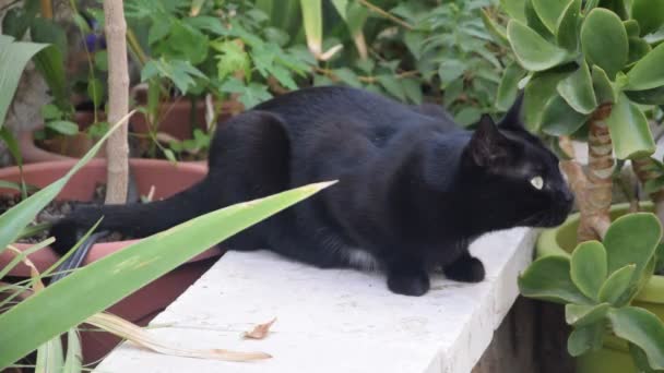 Μια Όμορφη Μαύρη Γάτα Στον Κήπο — Αρχείο Βίντεο