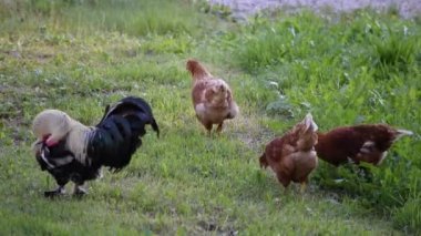 Horozlar ve henler yerde kaldırdı