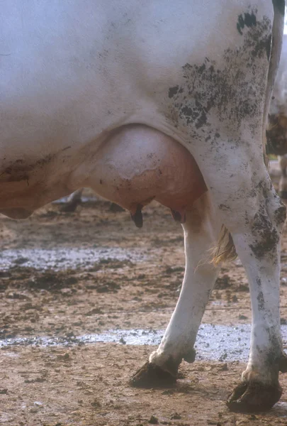 Vacca Prima Della Mungitura Una Stalla — Foto Stock